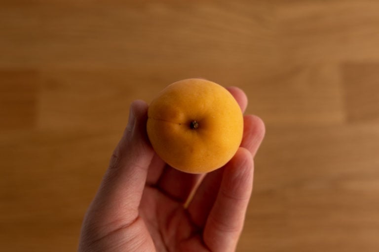 Apricot in hand