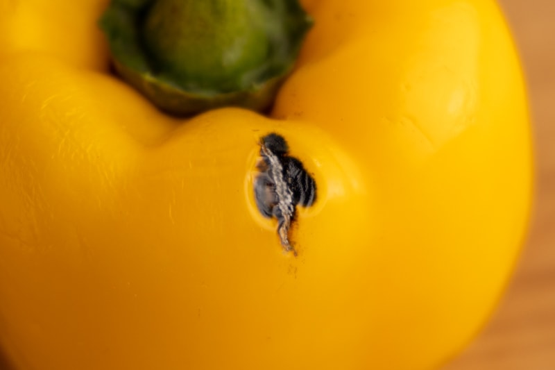 Bell pepper black spot: cut it out