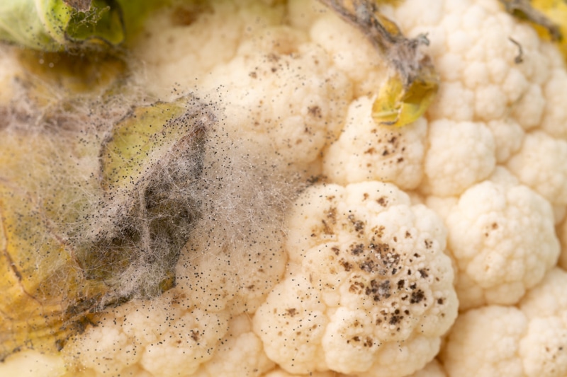 Black spots and mold on cauliflower