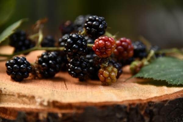 Blackberries ready for picking