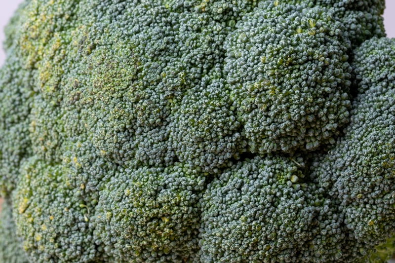 Broccoli en gros plan