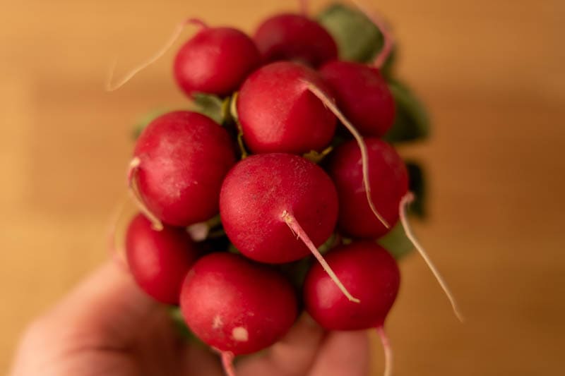 Bunch of radishes in hand