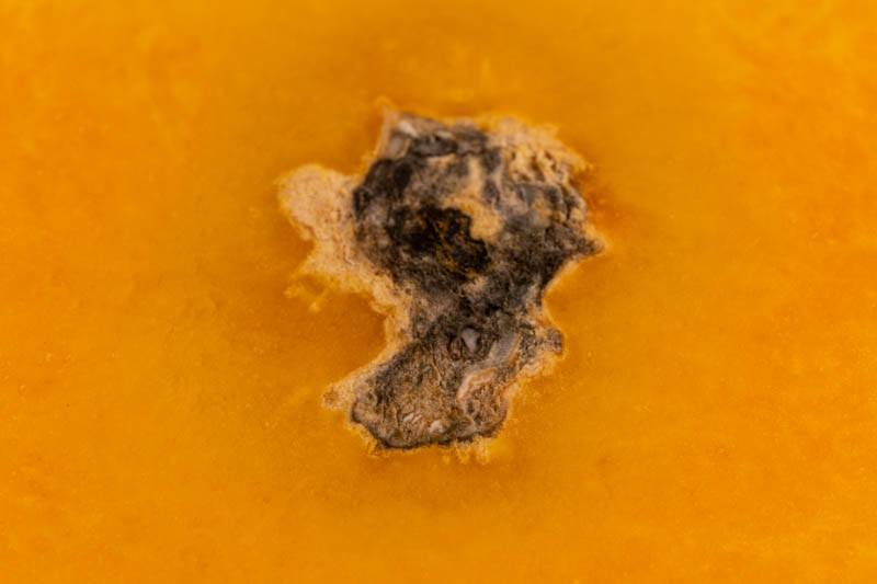 Butternut squash: rot setting in