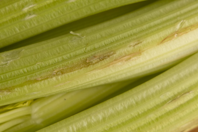 Celery damaged area