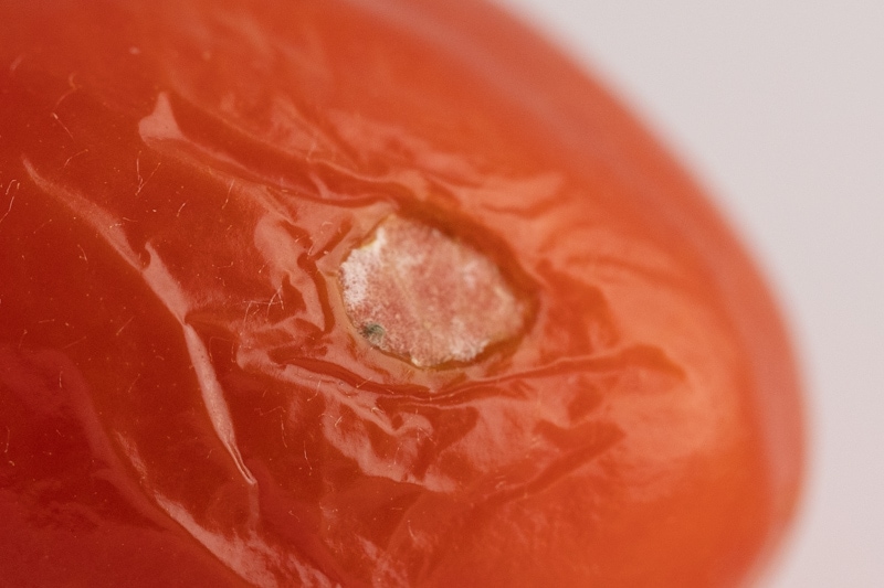 Cherry tomato with a moldy spot