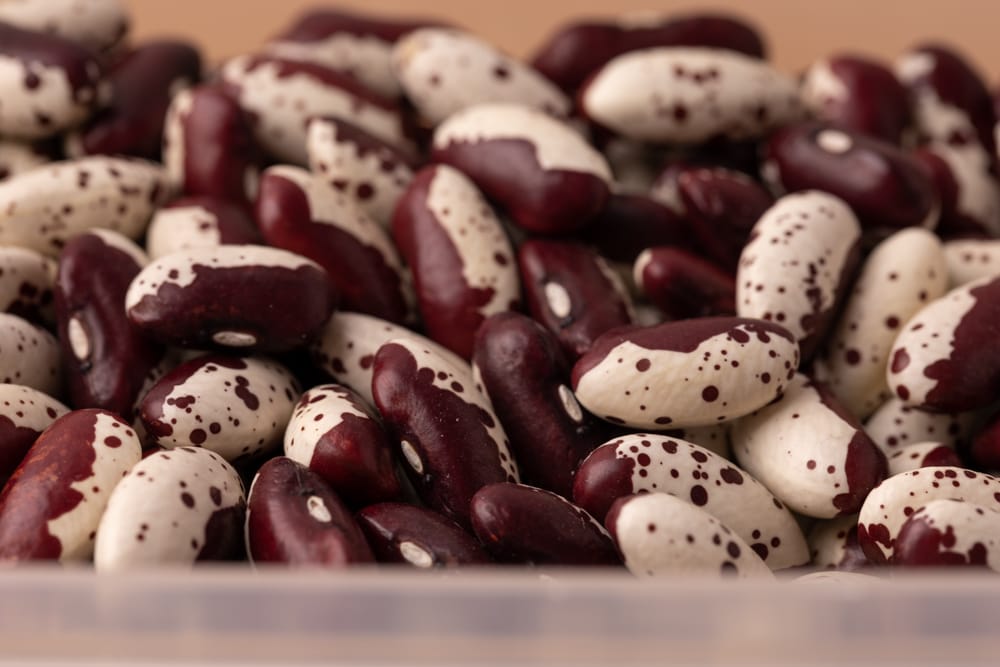 Dried beans closeup