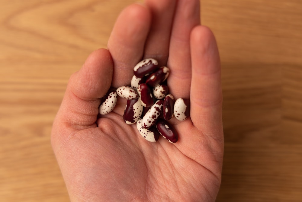 Dried beans in hand