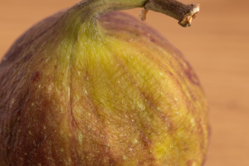 Fig wrinkly skin