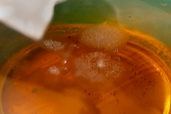 Does Tea Go Bad? Shelf Life, Storage, and Expiration of Tea - Does It