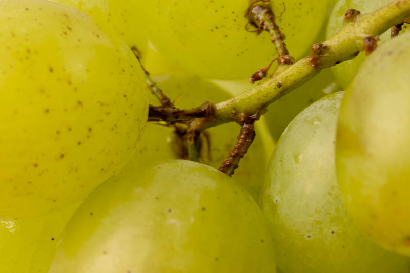 Grape stems