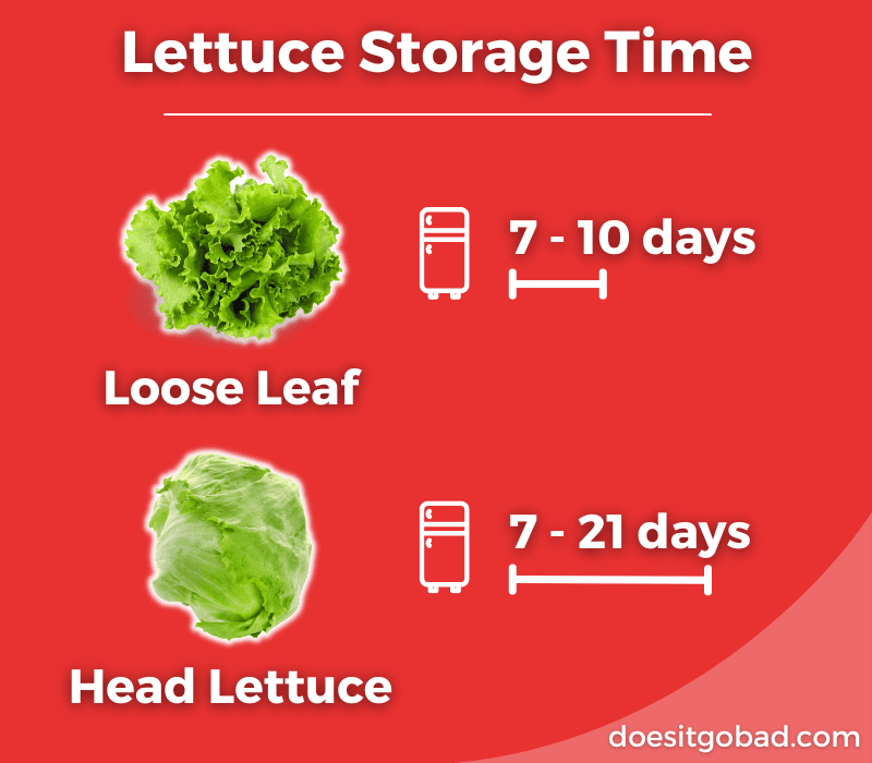 How long does lettuce last graphic