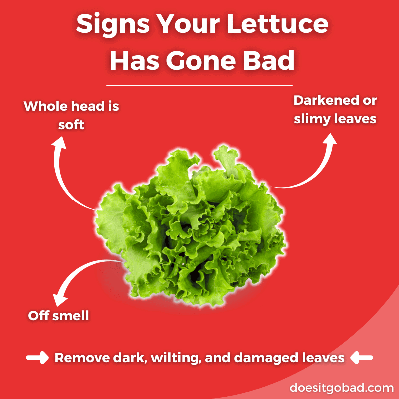 How to tell if lettuce is bad graphic