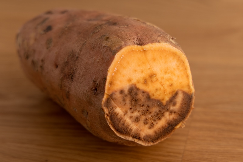 Inside of an old sweet potato