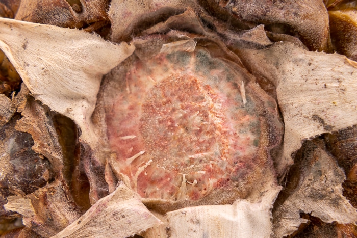 Moldy bottom of a pineapple