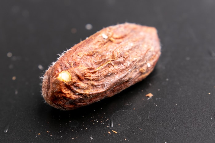 Moldy hazelnut