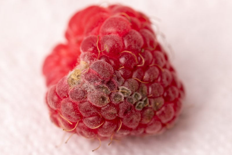 Moldy raspberry