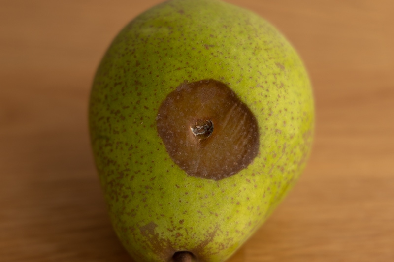 Pear going bad