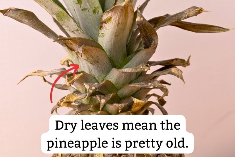 Pineapple: dry leaves