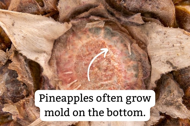 Pineapple moldy bottom