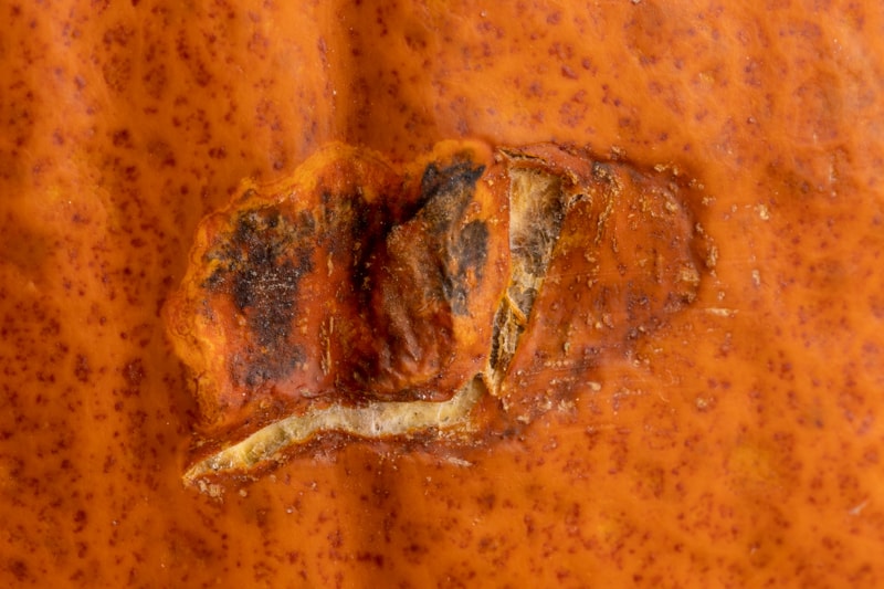 Pumpkin: damaged rind