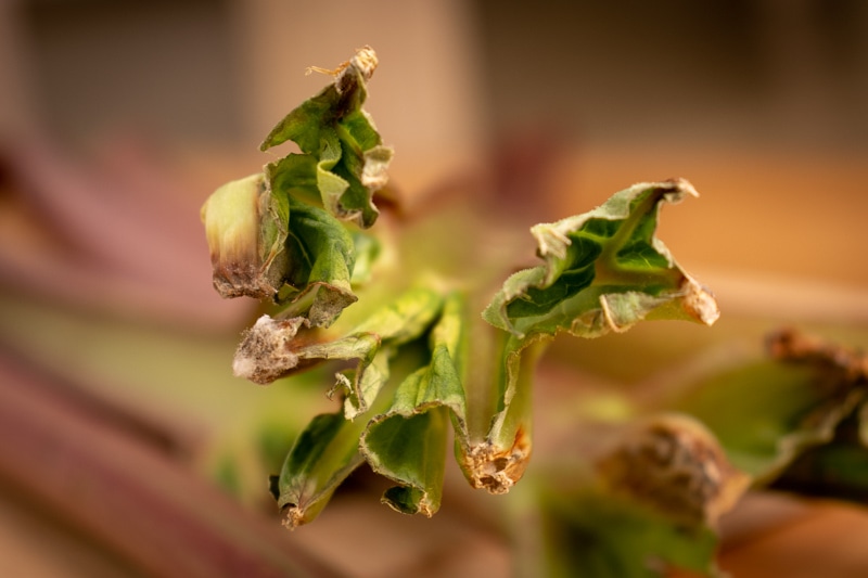 Rhubarb mold and dried leaves