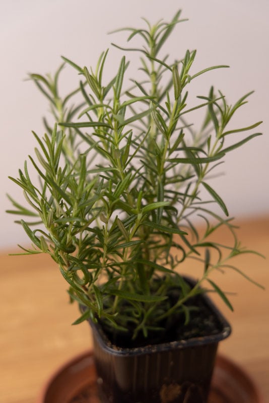 Rosemary plant