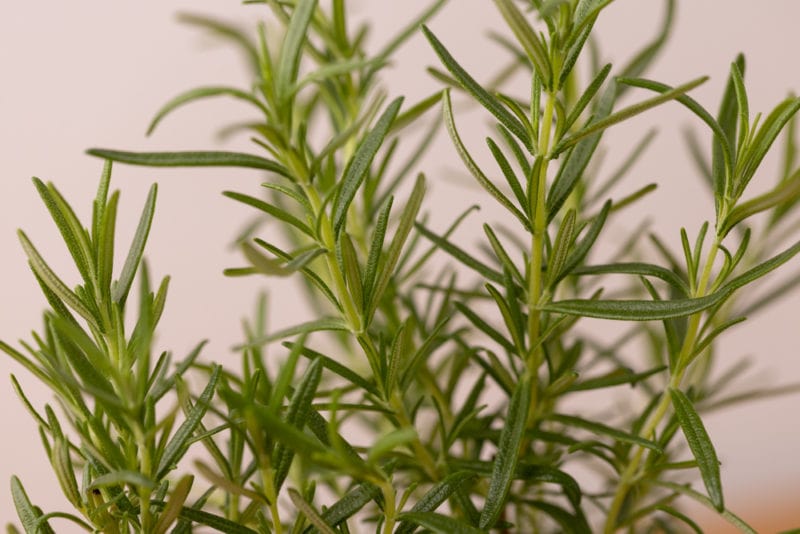 Rosemary sprigs