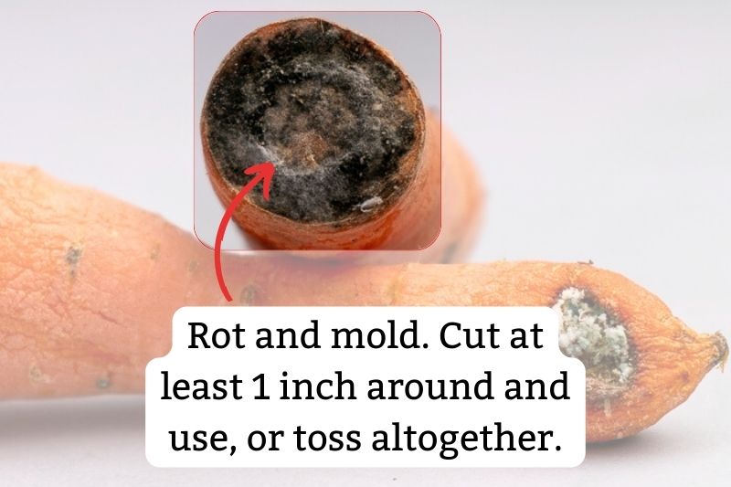 Rotten and moldy carrot