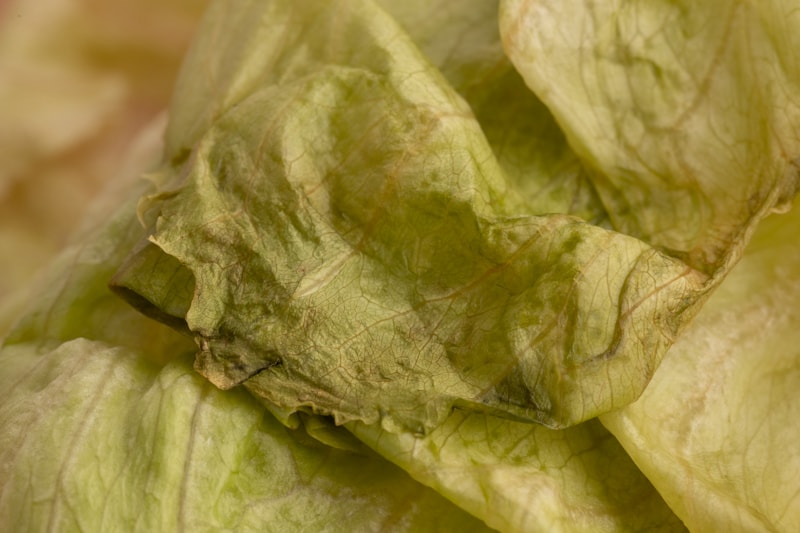 Softening slimy lettuce leaf