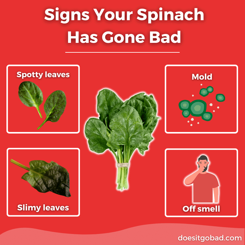 Spinach spoilage signs graphic