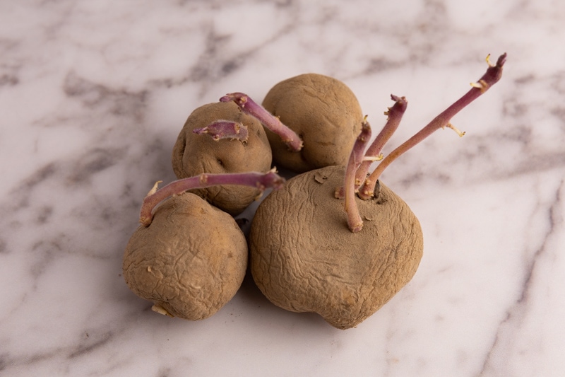 Sprouting potatoes