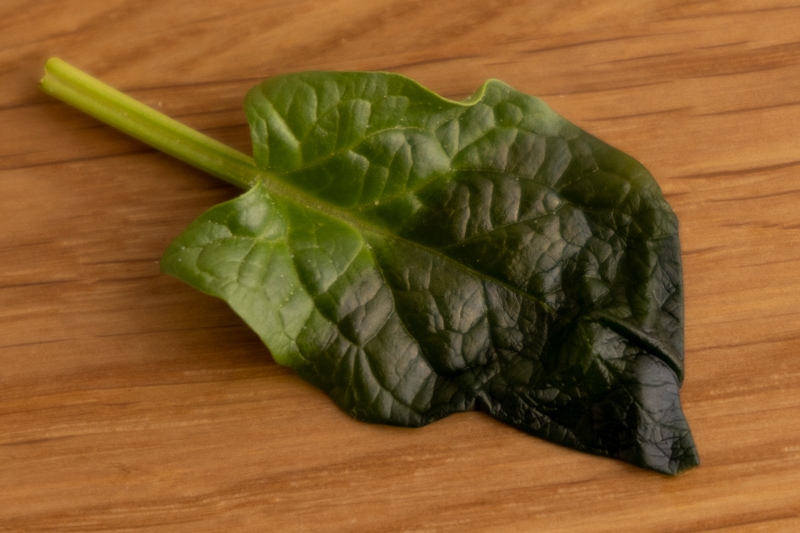 Wilted spinach leaf