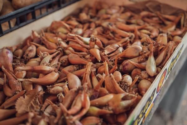 How Long Do Shallots Last and How to Tell if They’re Bad?