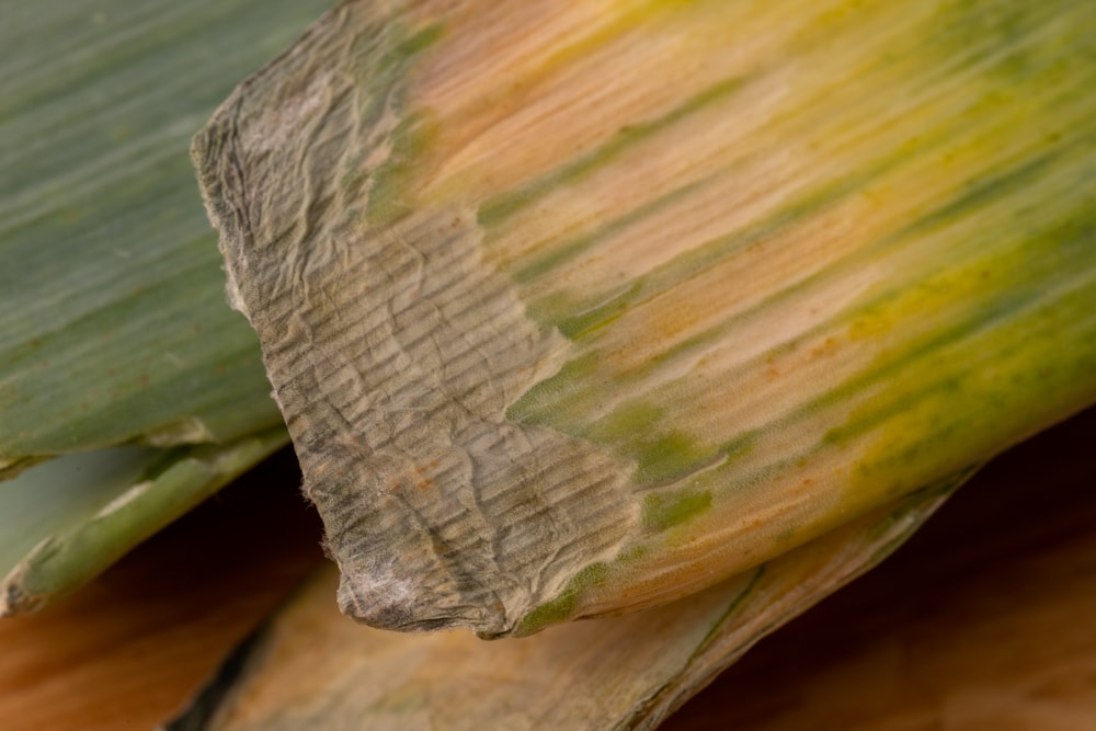 Yellowing coarse leek leaf
