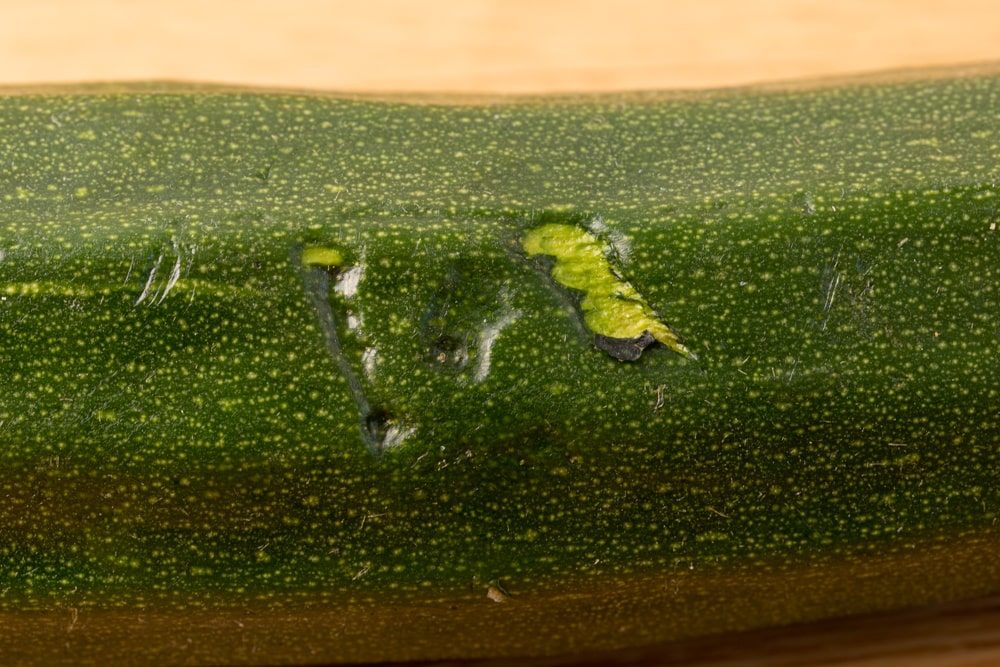 Zucchini damaged skin