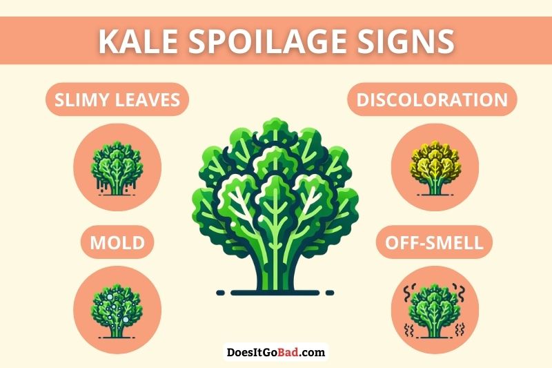 How to Tell if Kale Is Bad? [4 Spoilage Signs] - Does It Go Bad?